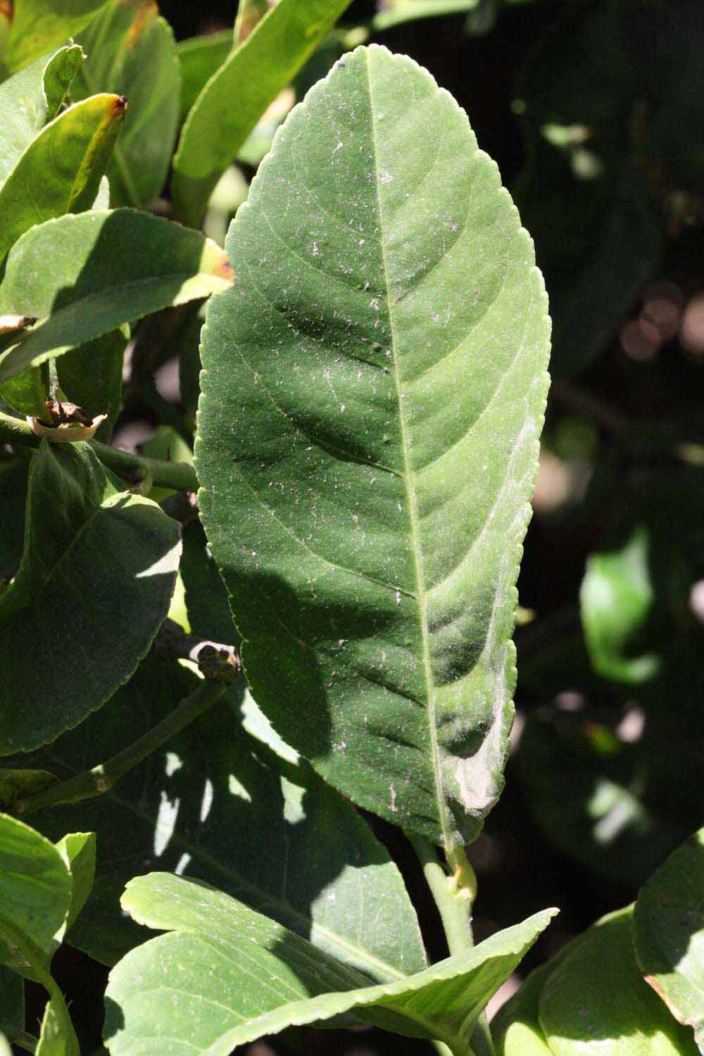   Unifoliolate leaf (Riverside, CA)       